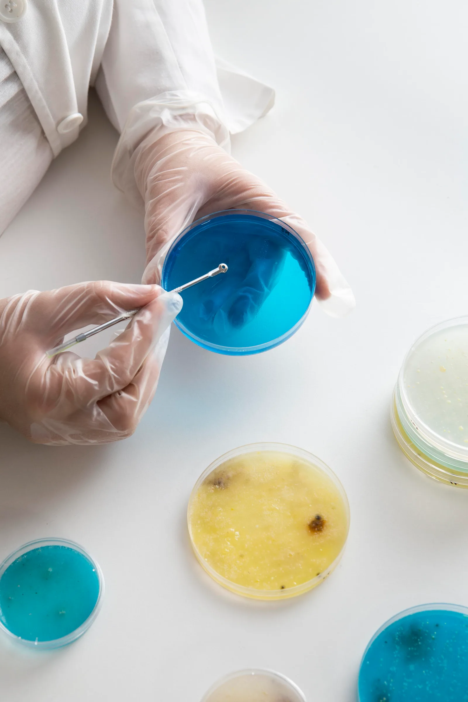 Antozyme laboratory — research with petri dishes and quality workflows