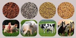 Enzyme Used in Animal Feed - Antozyme Biotech | enzyme manufacturers