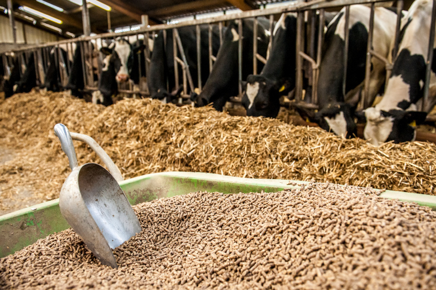Enzyme Used In Animal Feed Antozyme Biotech Enzyme Manufacturers enzyme-used-in-animal-feed-antozyme-biotech-enzyme-manufacturers